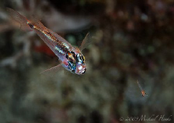 hunting - A small cardinalfish  (Apogon neotus) is huntin... by Michael Henke 